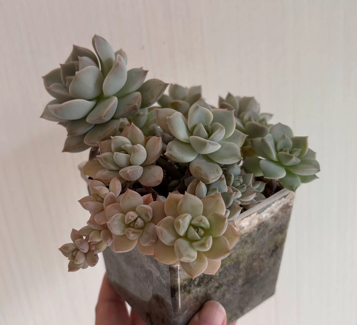 Plante succulente en pot 18 cm vert rose pour décoration intérieure