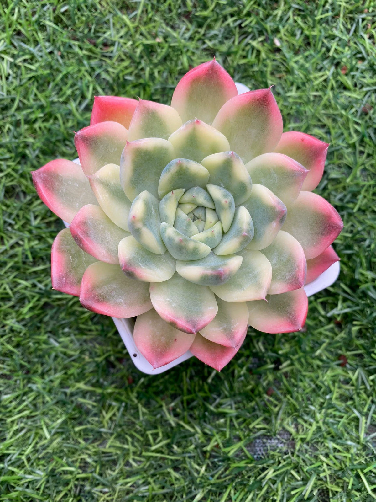 Plante grasse en pot 18 cm feuillage vert rose décoratif