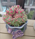 Plante succulente en pot 22 cm céramique bleu violet décorative d'intérieur