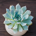 Plante grasse en pot 15 cm vert bleuté en céramique décorative