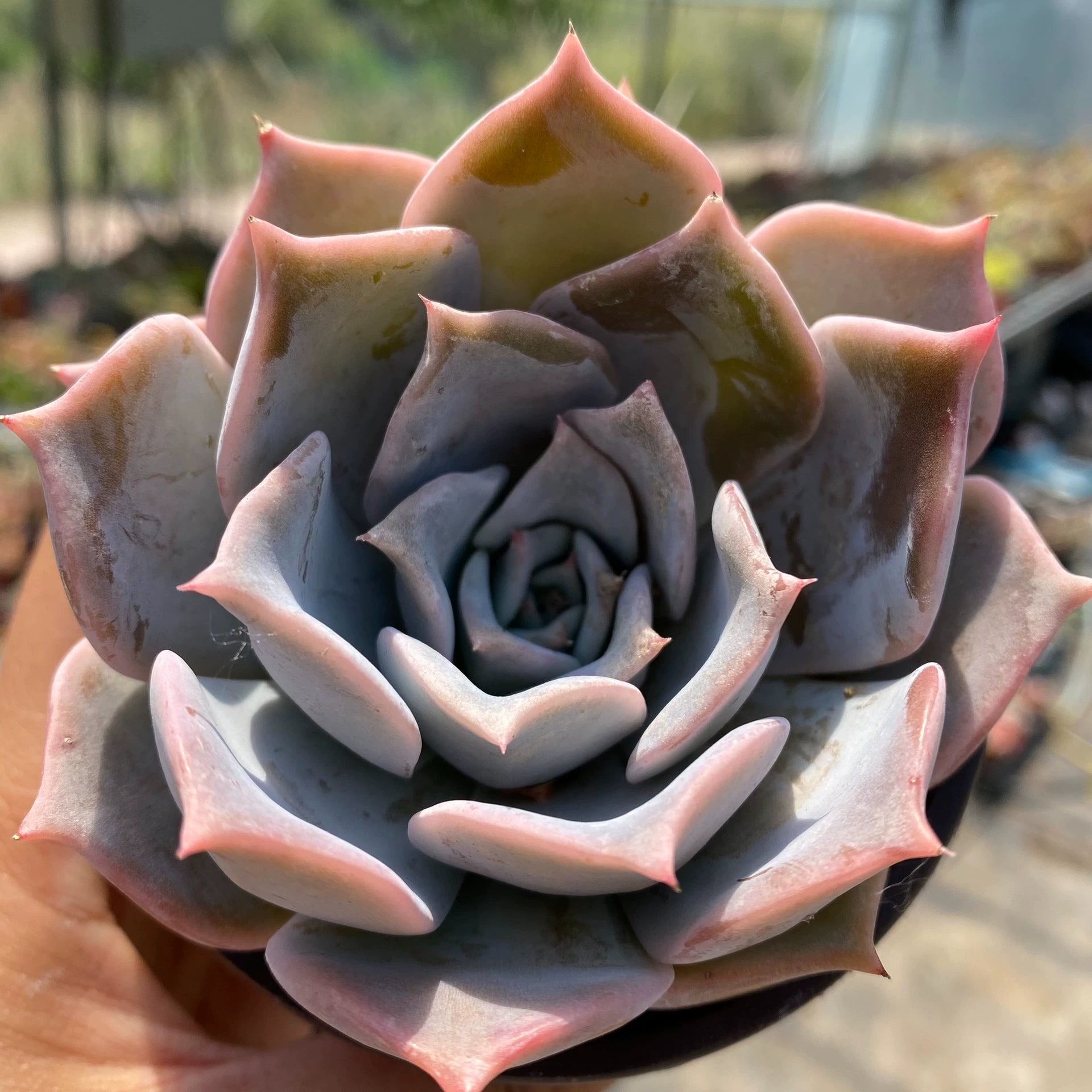 Plante succulente en pot 12 cm rose et vert pour intérieur lumineux