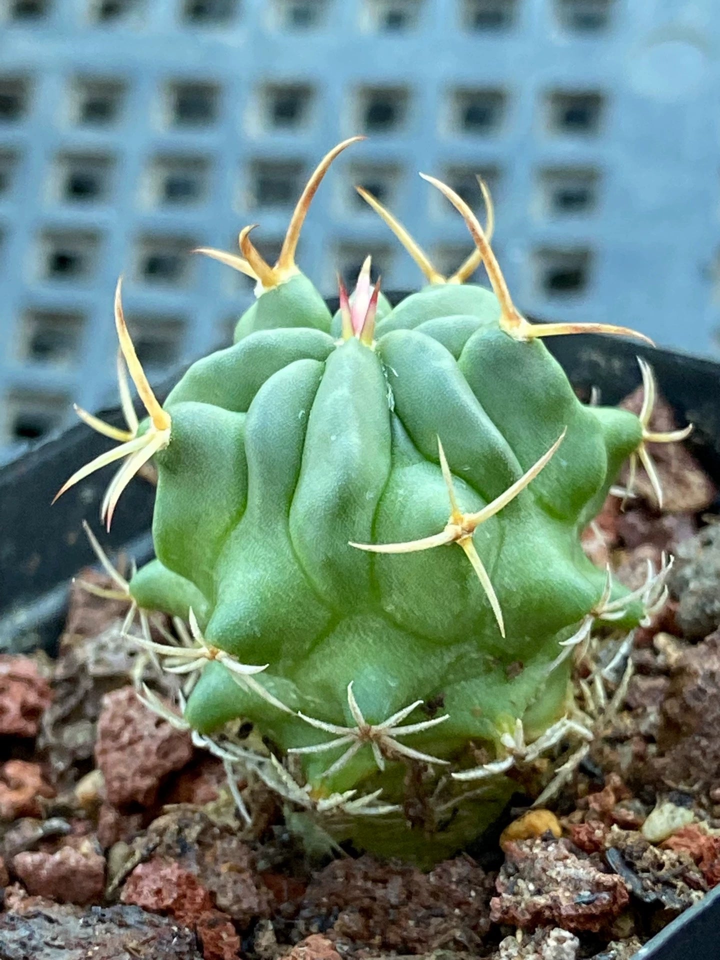 Cactus vivant 12 cm vert en pot plastique pour intérieur style désertique
