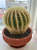 Cactus vivant 35 cm vert en pot terre cuite - plante décorative d'intérieur