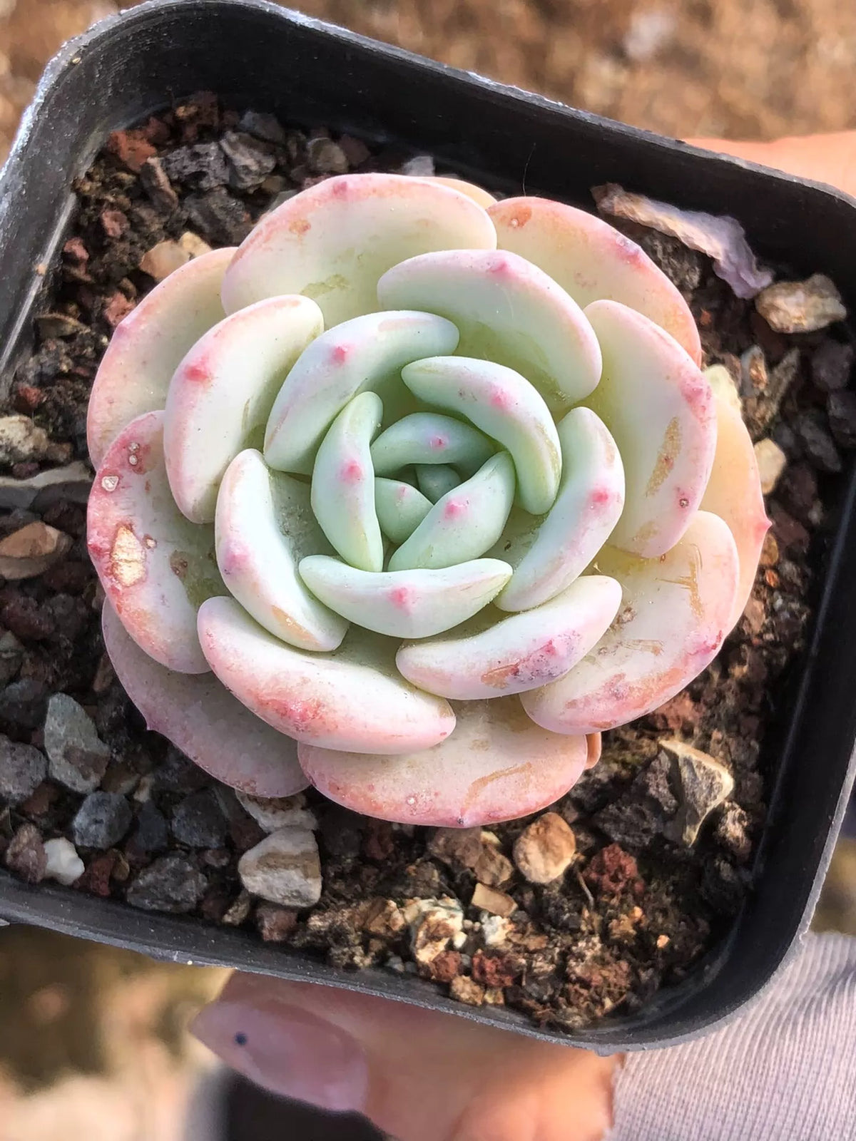 Plante succulente en pot 10 cm vert pâle et rose - décorative d'intérieur