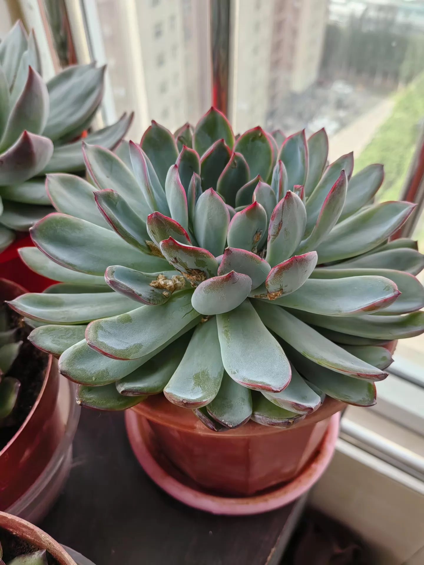Plante succulente en pot 18 cm vert gris et rouge - décoration intérieure