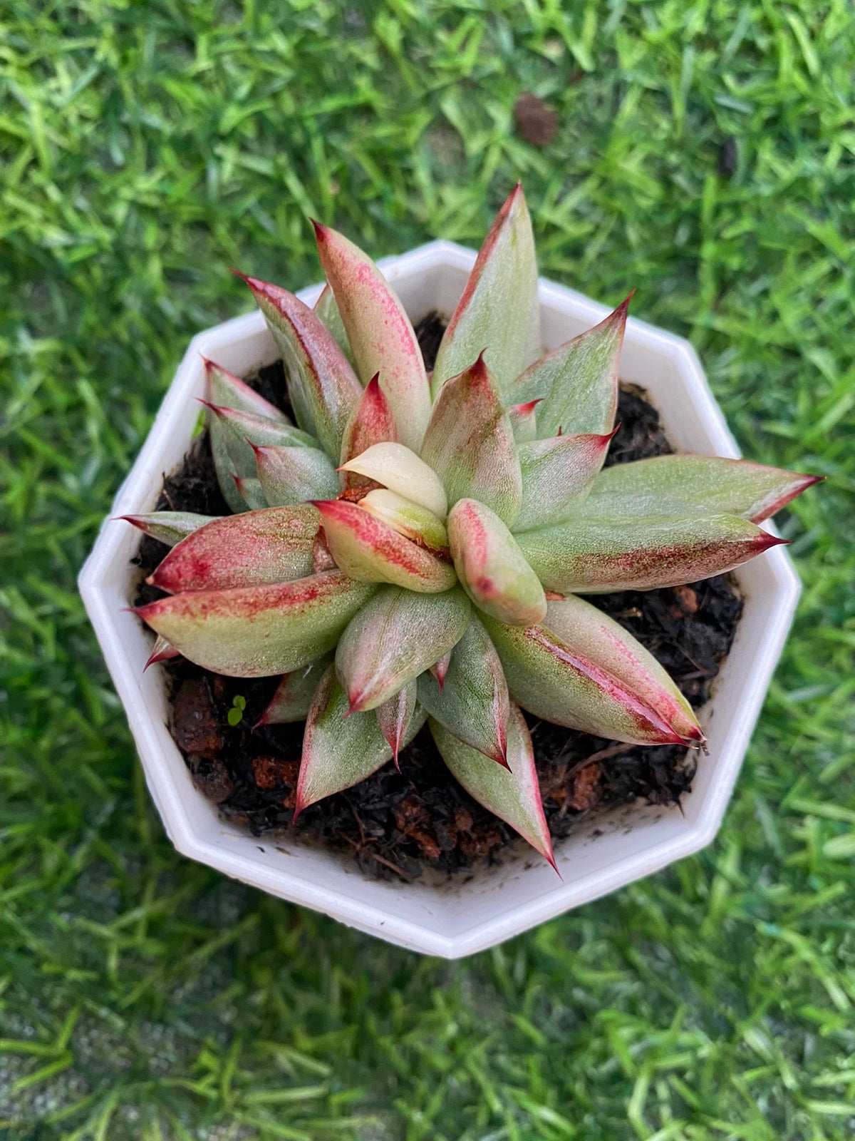 Plante succulente en pot 12 cm feuillage vert rouge décoratif