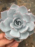 Plante succulente en rosette 18 cm vert bleuté bord rose décorative