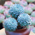 Plante succulente en pot 15 cm bleu vert en rosettes pour intérieur