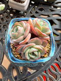 Plante succulente en pot 10 cm céramique bleue décoration intérieure
