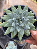 Plante succulente en pot 14 cm feuillage vert gris en rosette pour intérieur et extérieur