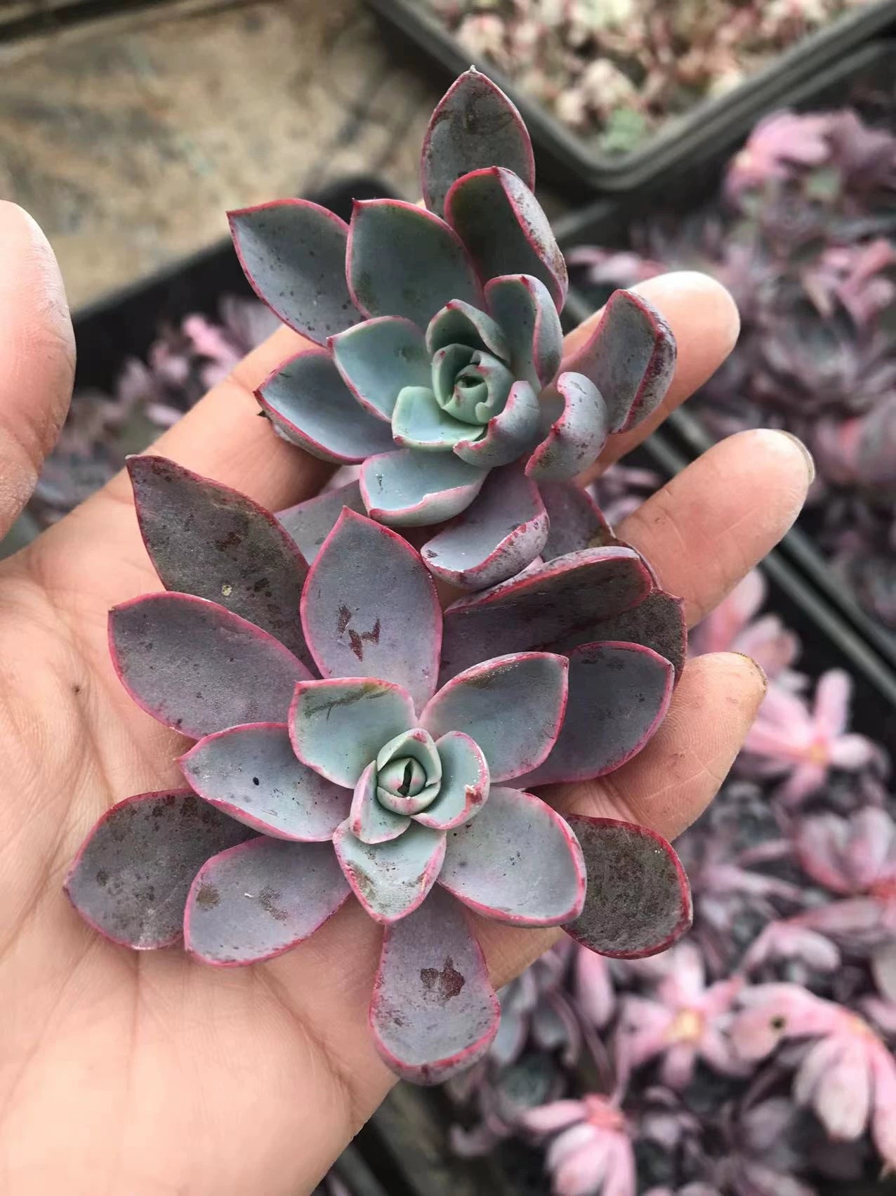 Plantes succulentes 12 cm feuillage vert gris bord rose décoratif