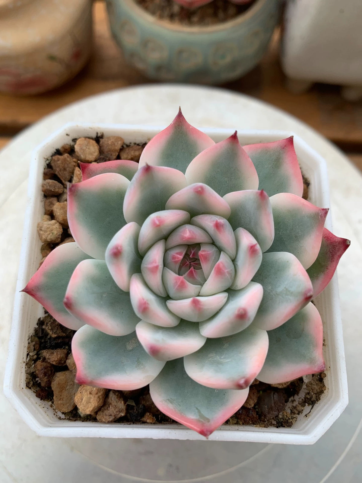 Plante succulente en pot 10 cm - feuillage vert rose décoratif