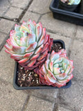 Plante succulente en pot 20 cm vert rose pour intérieur extérieur