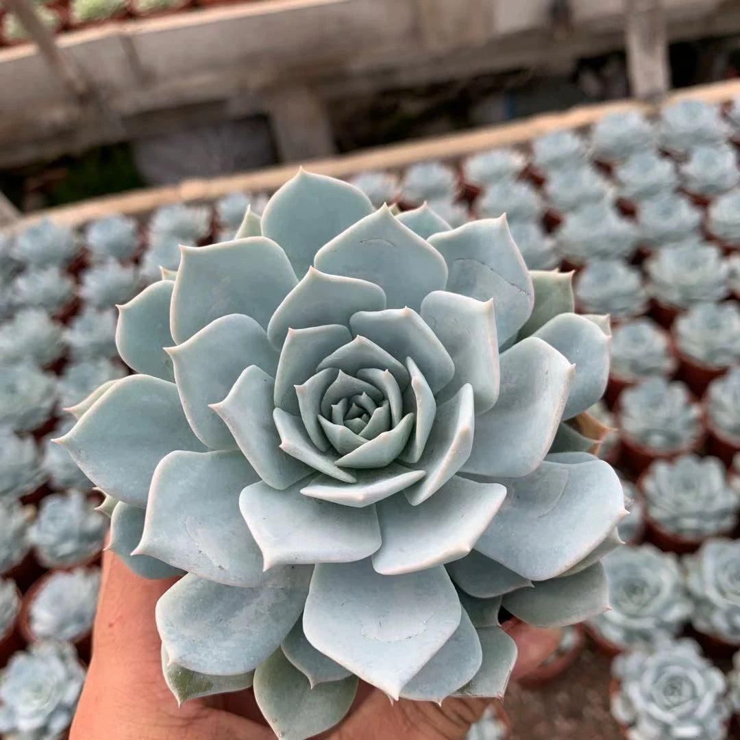 Plante succulente 12 cm feuillage bleu vert en rosette décorative