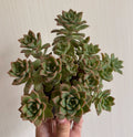 Plante verte artificielle 30 cm en plastique vert et rose - bouquet de succulentes décoratif