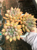 Plante grasse en pot 20 cm - feuillage jaune vert rose pour décoration intérieure